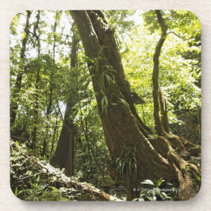 Regenwaldansicht, Dominica Getränkeuntersetzer