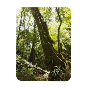 Regenwaldansicht, Dominica Magnet