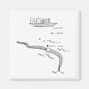 Regenwurmanatomie Magnet