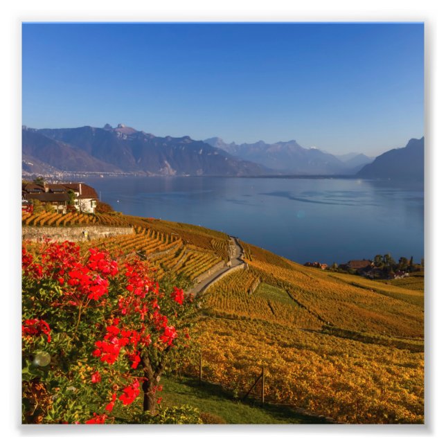Region Lavaux, Waadt, Schweiz Fotodruck (Vorne)