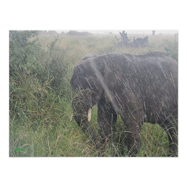 Regnet nach unten in Afrika Poster (Vorderseite)