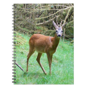 Rehbock im Wald Natur Notizbuch Wildtiere Notizblock