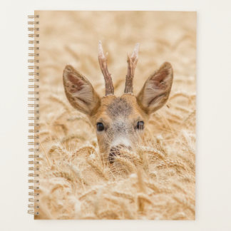 Rehbock in goldenem Weizen Wildlife Planer