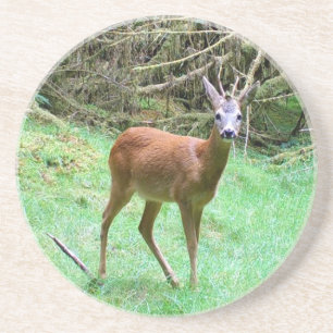 Rehbock Natürliches Habitat Wildtiere Sandstein Getränkeuntersetzer