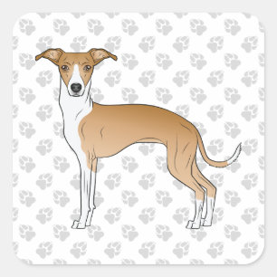 Rehbrauner und weißer Italienischer Windhund mit P Quadratischer Aufkleber