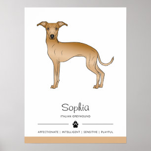 Rehfarbener Italienischer Windhund Süßer Hund Mit  Poster