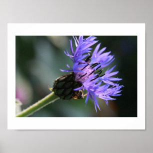 Reiches Blau Lila Kornblumen Junggesellenbiene Pos Poster