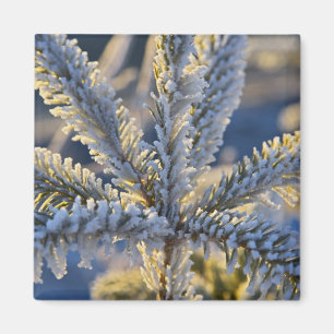 Reif auf immergrünem Baum, Homer, Alaska Magnet