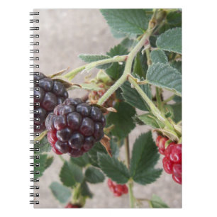 Reife BlackBerry auf einem Notebook Notizblock