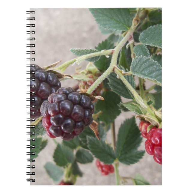 Reife BlackBerry auf einem Notebook Notizblock (Vorderseite)