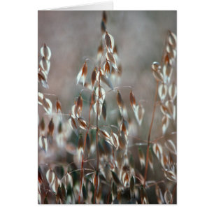 Reife Hafer (Avena Sativa) Nah auf. Ceres, Boland