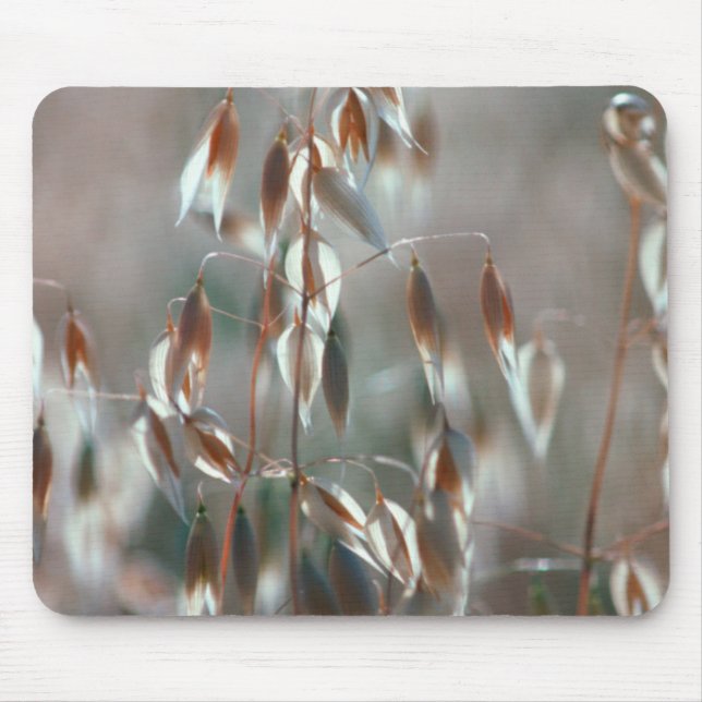 Reife Hafer (Avena Sativa) Nah auf. Ceres, Boland Mousepad (Vorne)