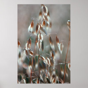 Reife Hafer (Avena Sativa) Nah. Ceres, Boland Poster