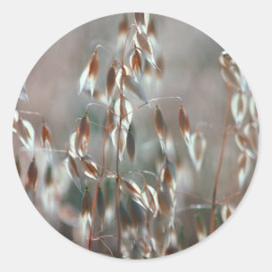 Reife Hafer (Avena Sativa) Nah. Ceres, Boland Runder Aufkleber