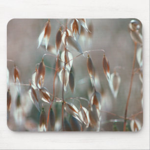 Reife Hafer (Avena Sativa) Nahaufnahme. Ceres, Bol Mousepad