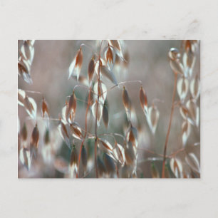 Reife Hafer (Avena Sativa) Nahaufnahme. Ceres, Bol Postkarte