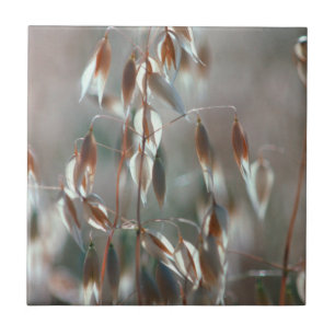 Reife Haferkörner (Avena Sativa) Nahaufnahme. Cere Fliese