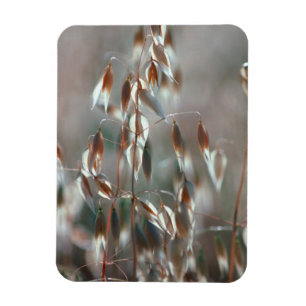 Reife Haferkörner (Avena Sativa) Nahaufnahme. Cere Magnet