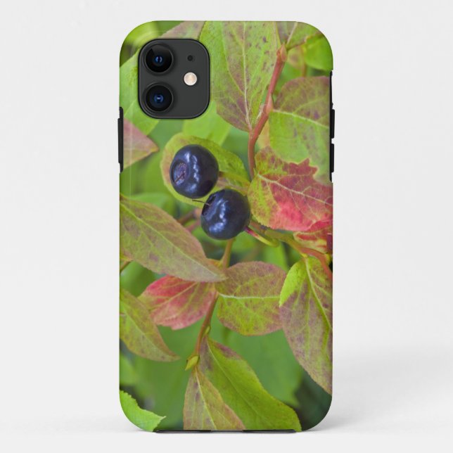Reife Heidelbeeren im Flathead National Case-Mate iPhone Hülle (Rückseite)