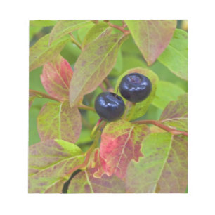 Reife Heidelbeeren im Flathead National Notizblock