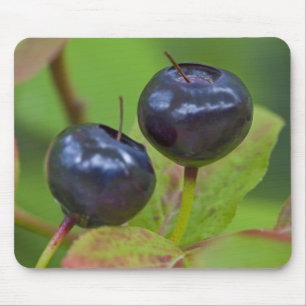 Reife Heidelbeeren in der Flathead National 2 Mousepad
