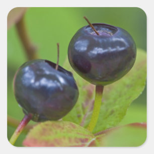 Reife Heidelbeeren in der Flathead National 2 Quadratischer Aufkleber