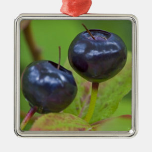 Reife Heidelbeeren in der Flathead National 2 Silbernes Ornament