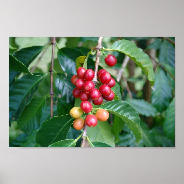 Reife Kona-Kaffeekirschen, Hawaii Poster (Vorne)