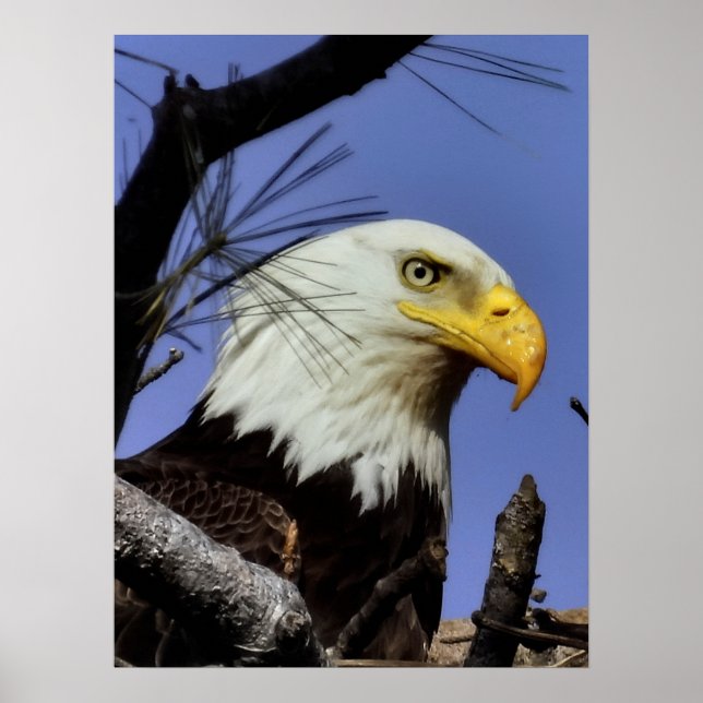 Reife männliche Adler Naher Kopf Shot Poster (Vorne)