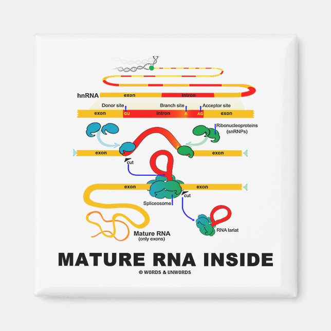 Reife RNA Inside Magnet (Vorne)