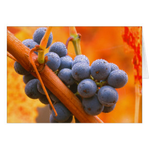 Reife Traube im Weinberg