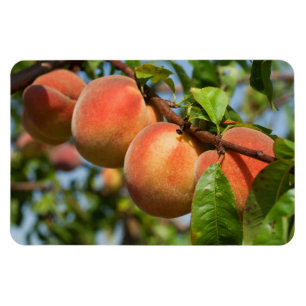 Reife Weingartenpfirsiche Magnet