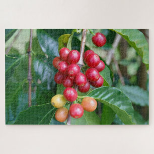 Reifende Kona-Kaffeekirschen, Hawaii
