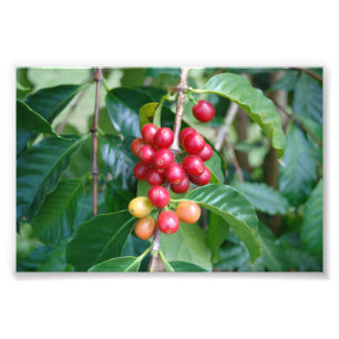 Reifende Kona-Kaffeekirschen, Hawaii Fotodruck
