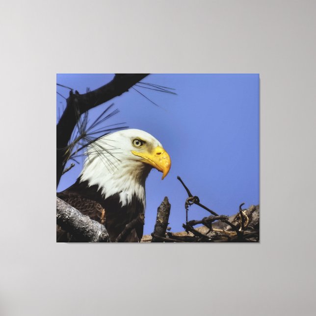 Reifender Adler in Nest Leinwanddruck (Vorderseite)