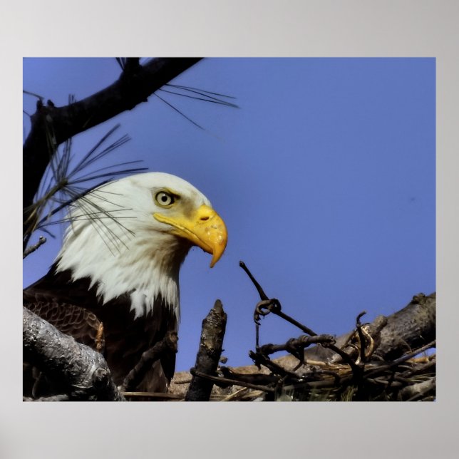 Reifender Adler in Nest Poster (Vorne)