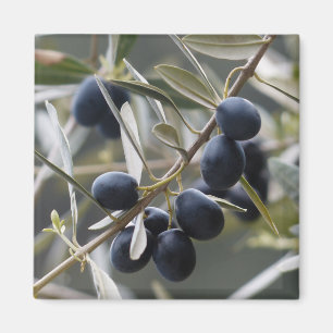 Reifenolien auf der Zweigstelle Olivenbaum Magnet