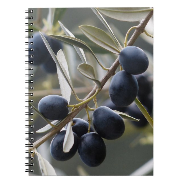 Reifenolien auf der Zweigstelle Olivenbaum Notizblock (Vorderseite)