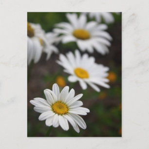 Reihe der Daisies Postkarte