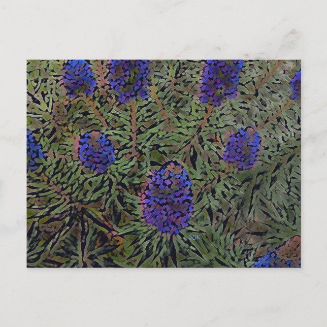 Reihe der Lavendel Postkarte (Vorderseite)