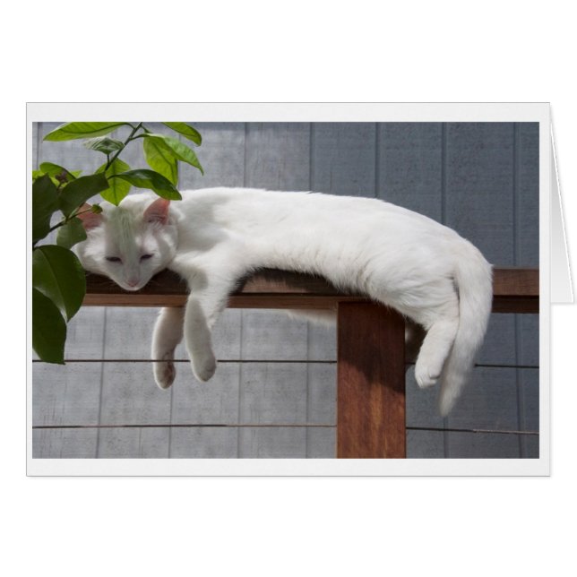 Reihe der leeren Karte des Comic-Kätzchens (Vorderseite (Horizontal))