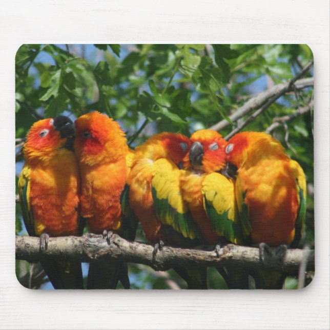 Reihe der niedlichen kleinen Papageien, die Mousepad (Vorne)