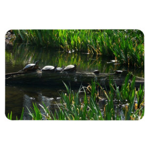 Reihe von grünen Naturfotos von Schildkröten Magnet
