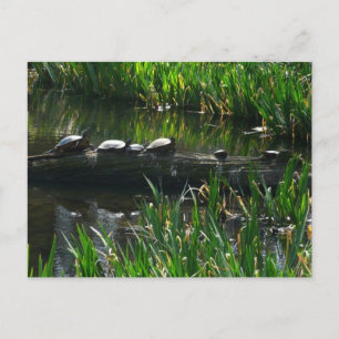 Reihe von grünen Naturfotos von Schildkröten Postkarte