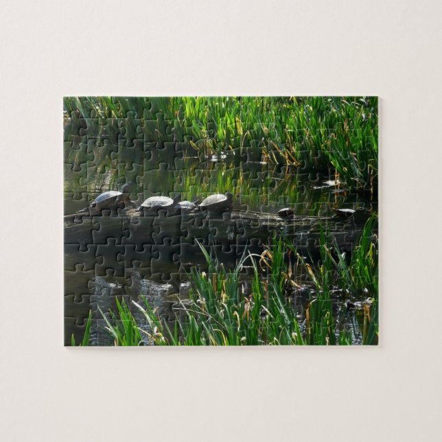 Reihe von Schildkröten Grünes Foto (Horizontal)
