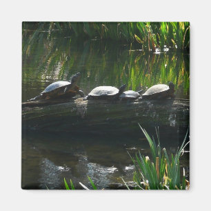 Reihe von Schildkröten Grünes Foto Magnet