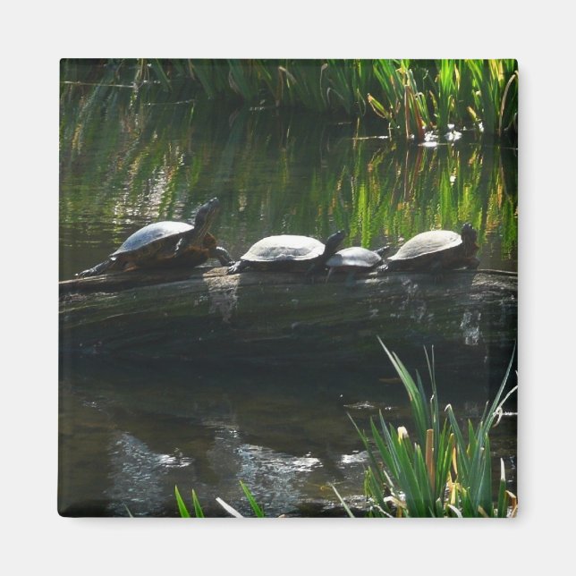 Reihe von Schildkröten Grünes Foto Magnet (Vorne)
