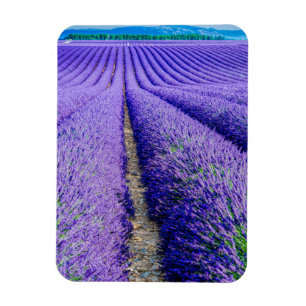Reihen der Lavendel, Provence, Frankreich Magnet