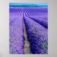 Reihen der Lavendel, Provence, Frankreich