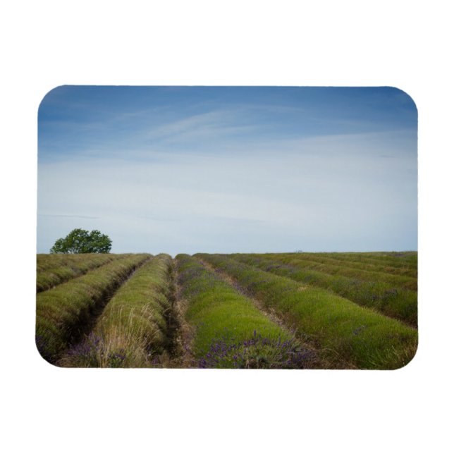 Reihen des Lavendels nach der Ernte des Rechteckma Magnet (Horizontal)